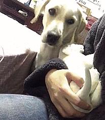 狗吃醋起来比男朋友还难哄,狗子这才是哄女朋友的正确方式