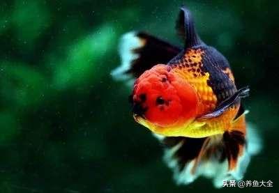 怎样建立观赏鱼的硝化细菌,养小型观赏鱼需要硝化细菌吗