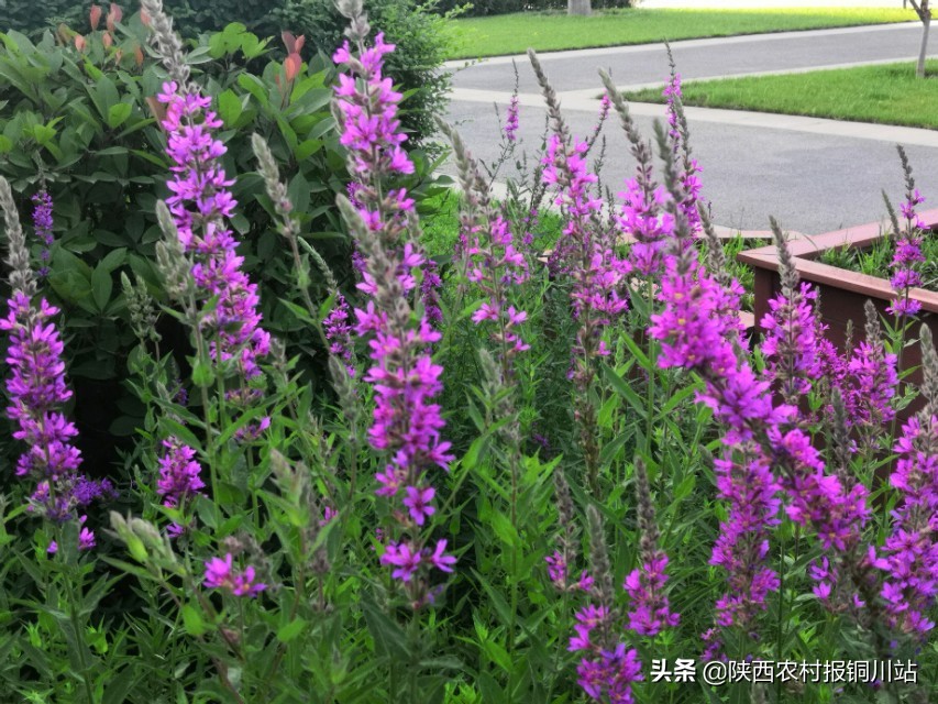 朱百强是谁,朱百强散文