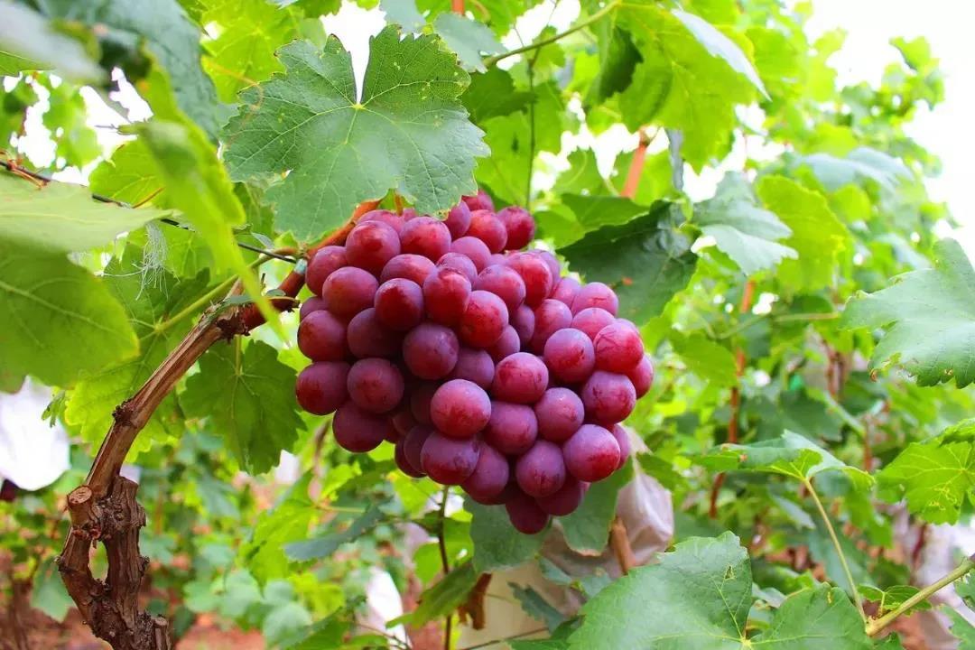 云南大理水果之乡,大理宾川水果基地