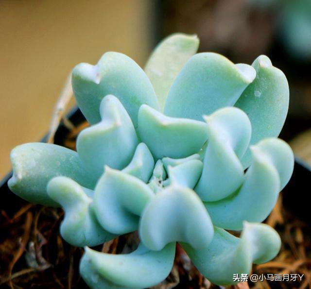 动物成语大集锦，和孩子们来场动物成语飞花令