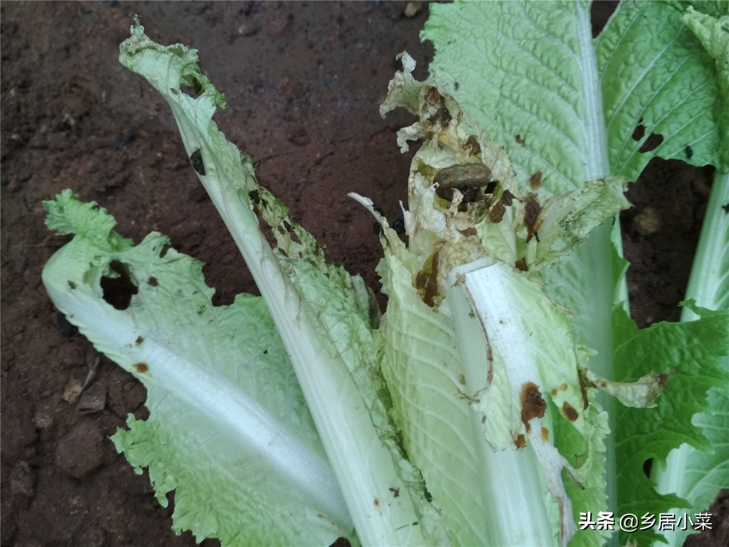 天暖和飞虫,天冷蚜虫能冻死吗
