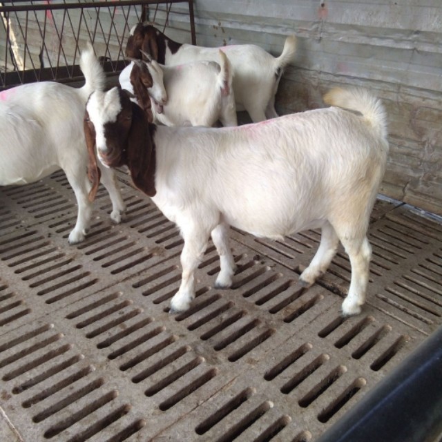 山羊咳嗽是怎么回事,波尔山羊反复发烧咳嗽