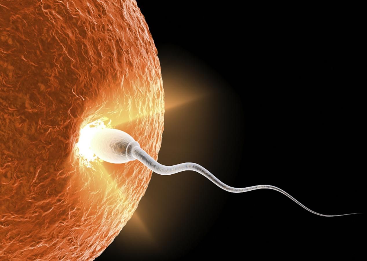 新发现：卵子会对某些人的精细胞更加偏爱，甚至可为其“开后门”