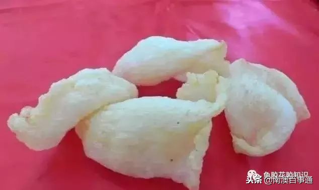 涨知识！鱼胶种类大全，不看亏大了！