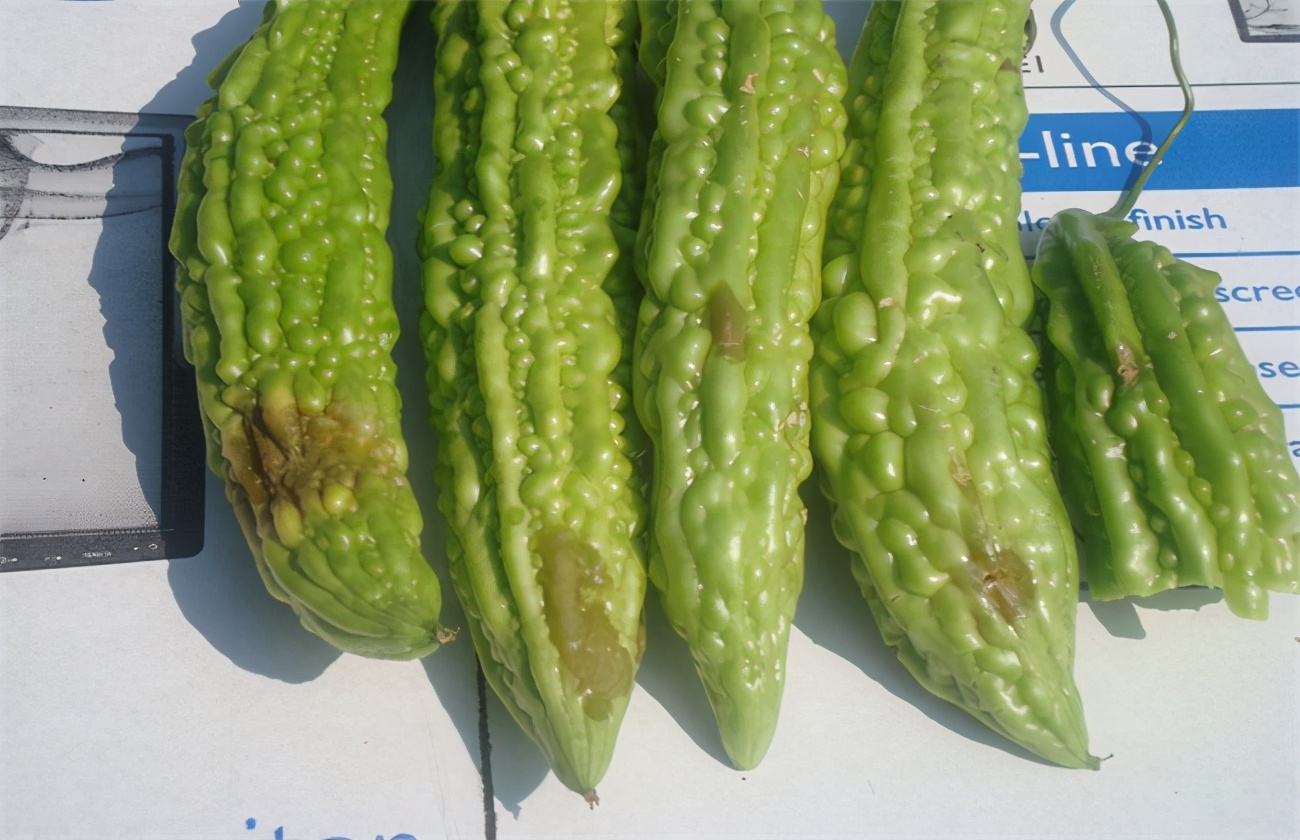 苦瓜炭疽病和疫病区别,苦瓜急性炭疽病严重用什么药治疗