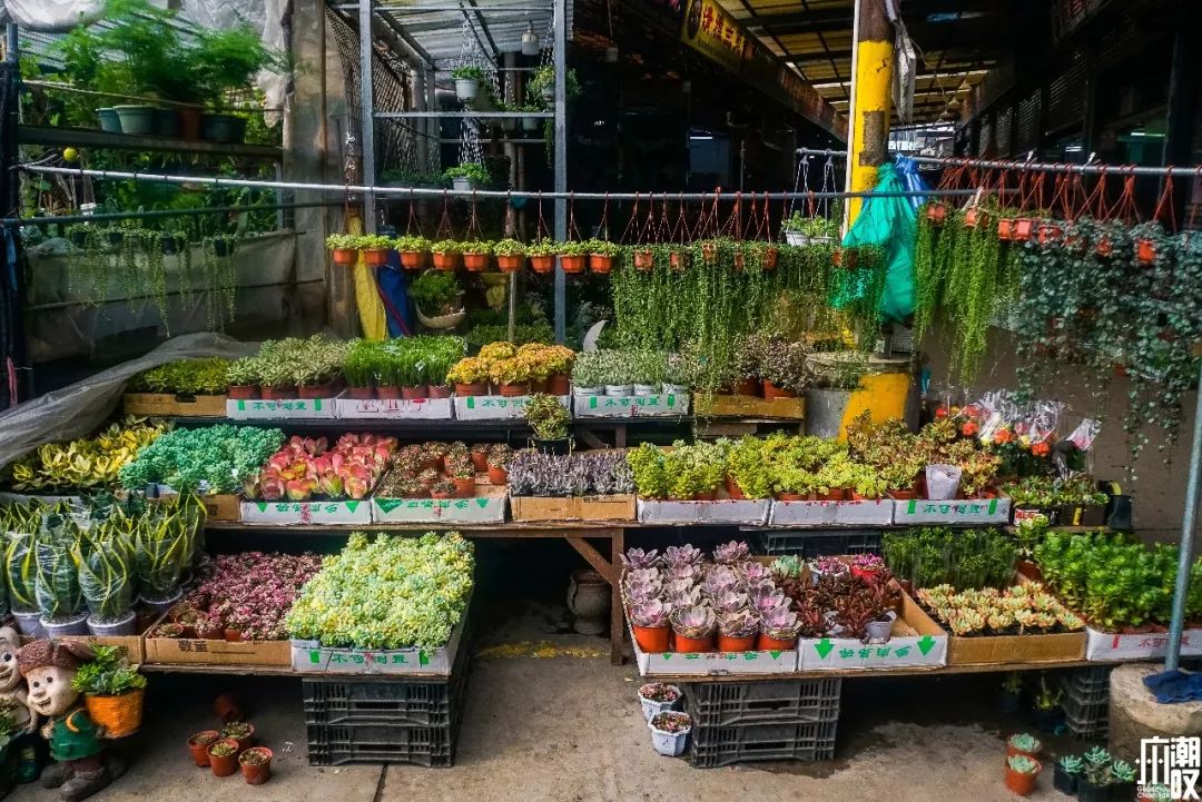 广州最大的花卉市场有哪些店,广州最便宜的花卉交易市场