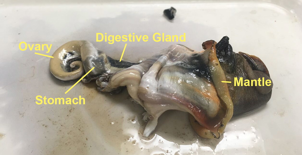 海螺尾部是黄还是屎可以吃吗,海螺尾部是肝脏还是屎