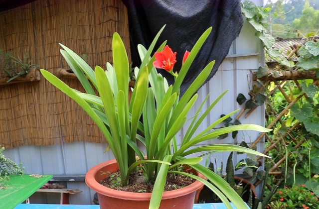 朱顶红叶子烂了怎么补救,朱顶红叶子一直长不开怎么办