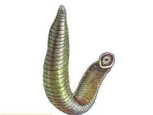 日本医蛭和菲牛蛭，傻傻分不清楚？