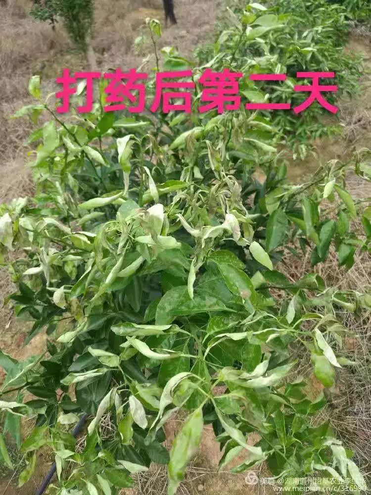 亚磷酸钾预防病害多久用一次,亚磷酸钾控旺药害表现