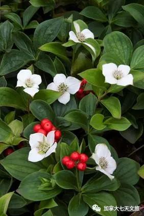 加拿大的国花是什么花,加拿大的国花国树图片