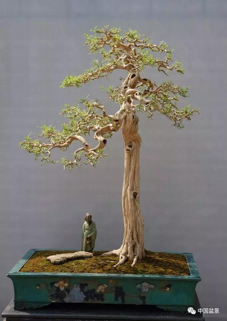 盆景植物最好养的,好养易活的盆景植物有哪些