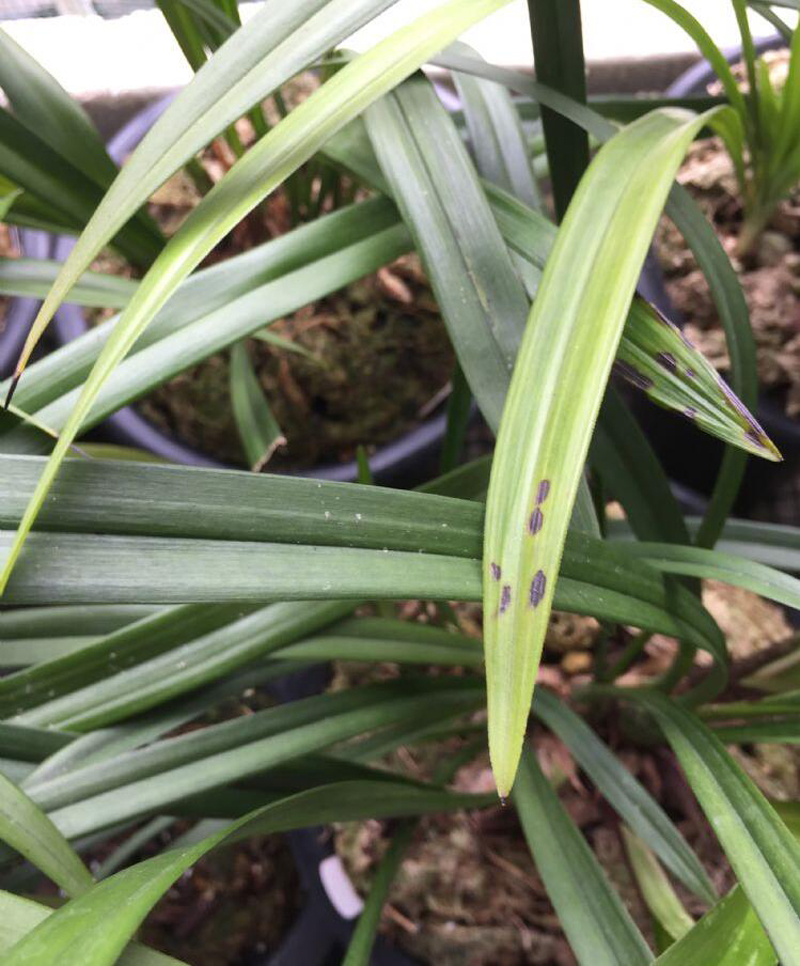 兰花新叶发黑怎么回事,兰花叶片发黄的原因和处理方法