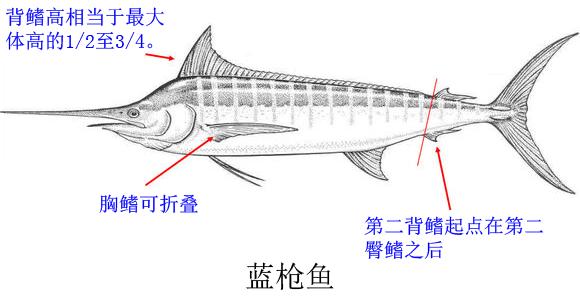 剑鱼vs旗鱼vs金枪鱼谁速度快,游得最快的海洋动物旗鱼
