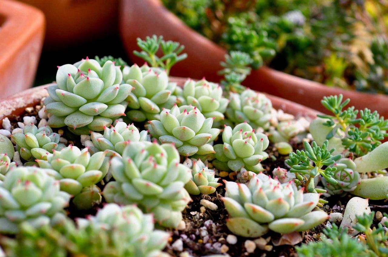 景天科拟石多肉植物,拟石莲属多肉很多人入门养的