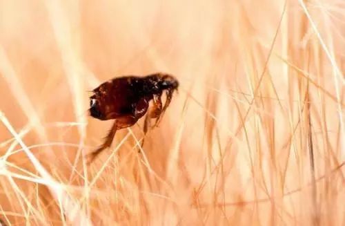 狗狗身上跳蚤反复出现怎么办,狗狗身上有跳蚤有什么处理方法