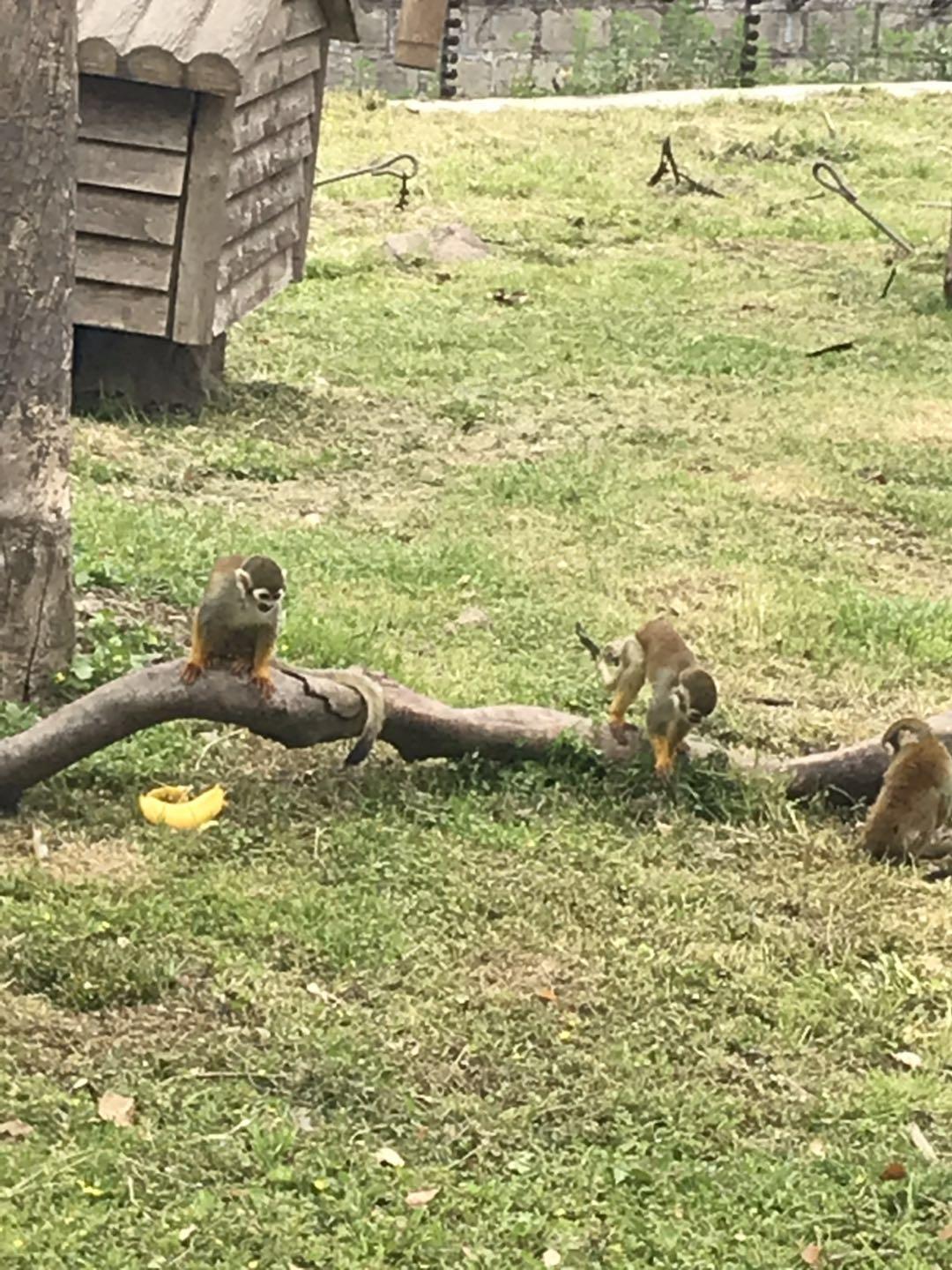 上海野生动物园太阳广场节目安排,上海野生动物园建议游玩时间