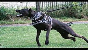 优秀护卫犬有哪些品种,优秀护卫犬图片大全