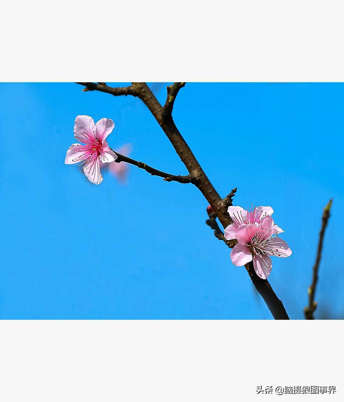 怎么拍摄好看的花和天空,如何拍出好看的天空树叶照