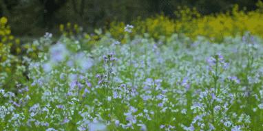 菜吧：又火了！李子柒“鲜花宴”再次火爆全网！数千万网友看酸了