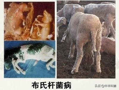 「收藏」引起羊流产的22个主要原因，你都知道几个？