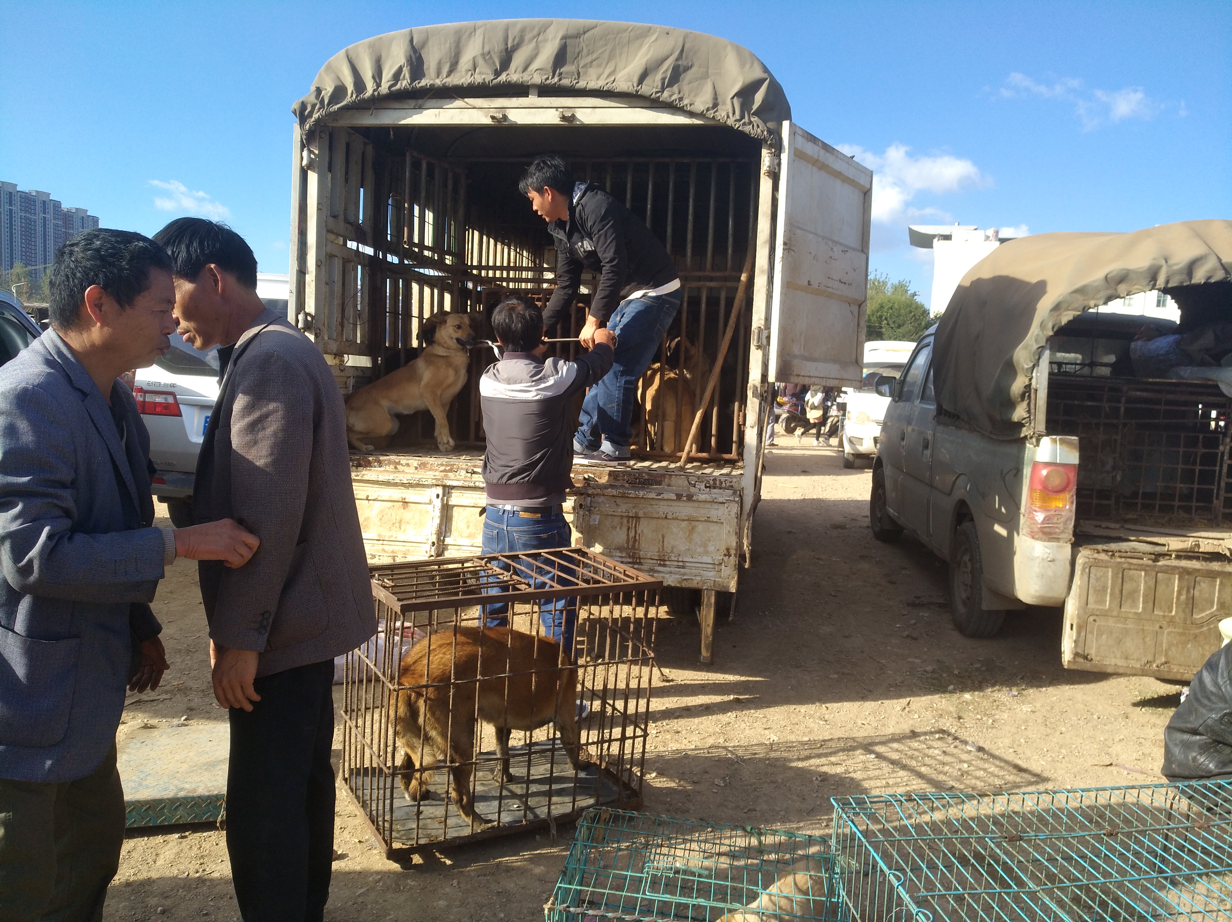 狗市挑便宜又好养的狗狗,哪些的狗便宜又好养