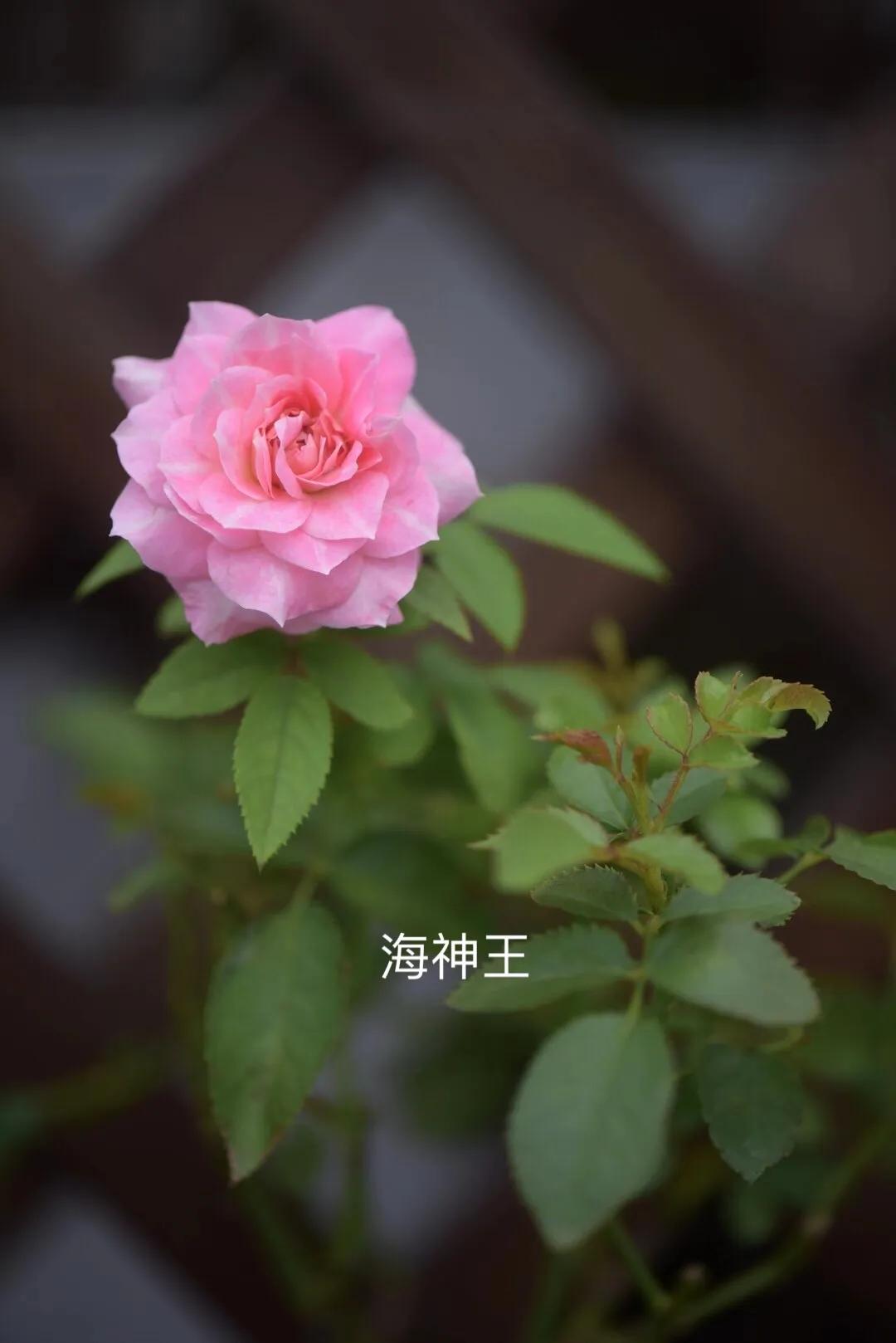 耐晒的藤本月季哪个品种好,哪些月季不适合广东