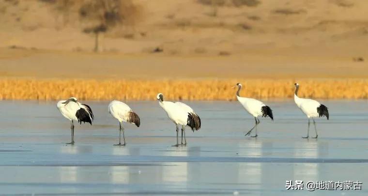 阿古拉湿地草原视频,阿古拉湿地有什么鸟