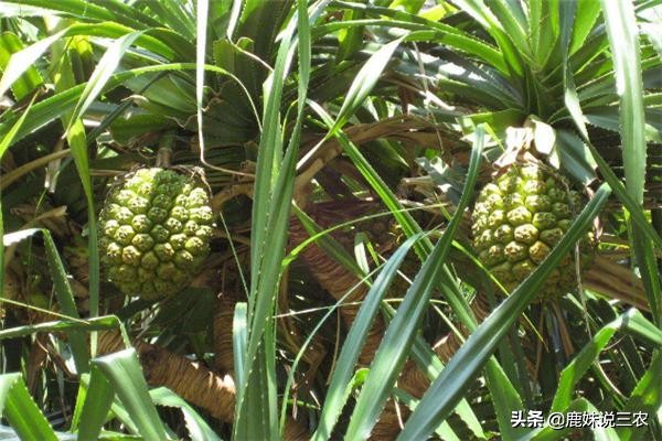 菠萝的种植技术和施肥方法,菠萝种植技术教程