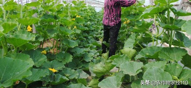 南瓜在种植过程中怎样预防病虫害,南瓜病虫害怎样防治效果好