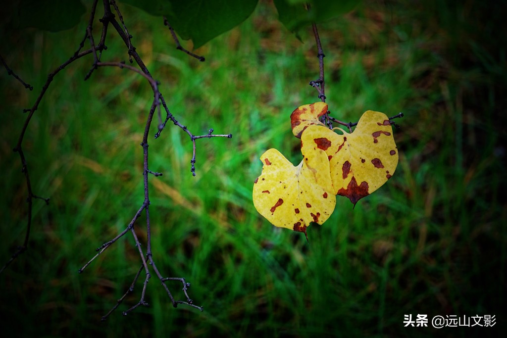 索尼黑卡二怎么拍,索尼黑卡2大光圈拍视频