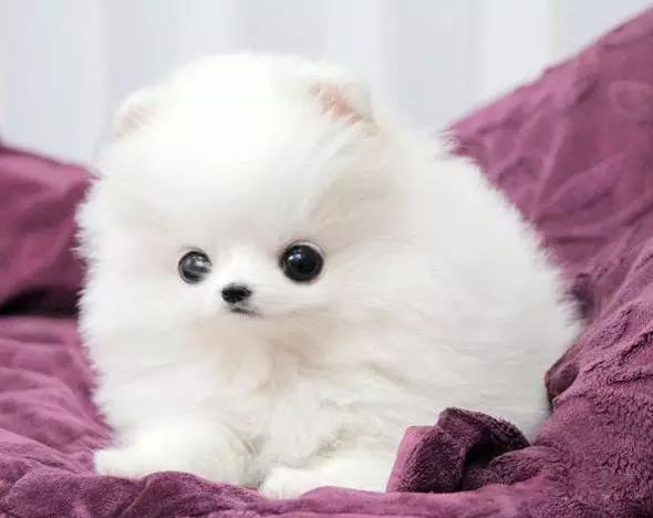 45种名犬大全,72种名犬图片附介绍