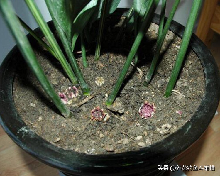 一叶兰不长叶子变黑怎么办,一叶兰不长原因