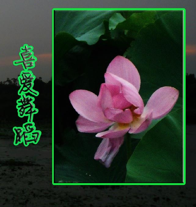 丑小鸭变白天鹅真实改编,丑小鸭摇身一变白天鹅