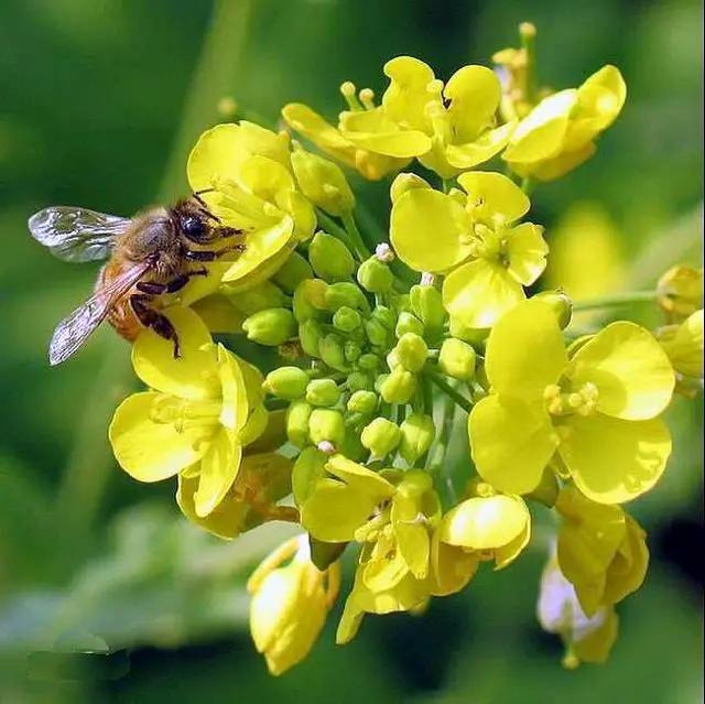 花粉怎么吃,花粉每天吃多少为宜