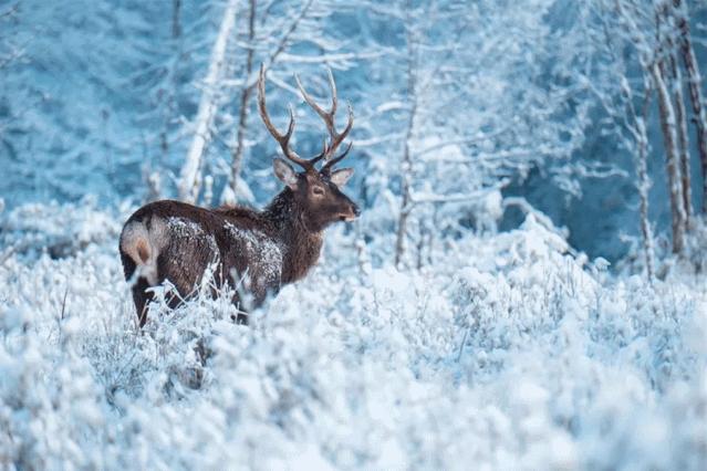 循着雪的方向，喇叭河颜值不输北欧，耍法多到让人尖叫