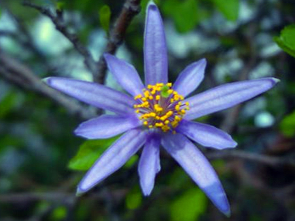 这种花被誉为植物界的红宝石,睡莲花好看又好养