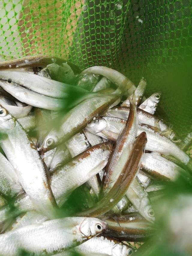 野钓狂拉技巧,钓小白条拉饵技巧