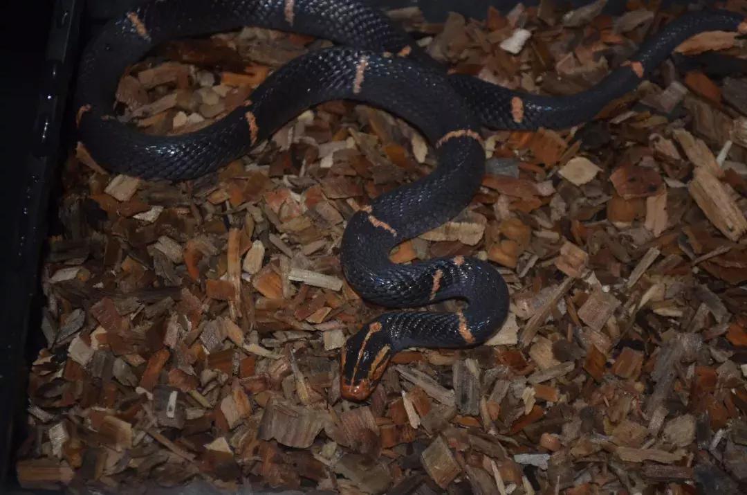 如何让观赏蛇类在人工环境下住得幸福
