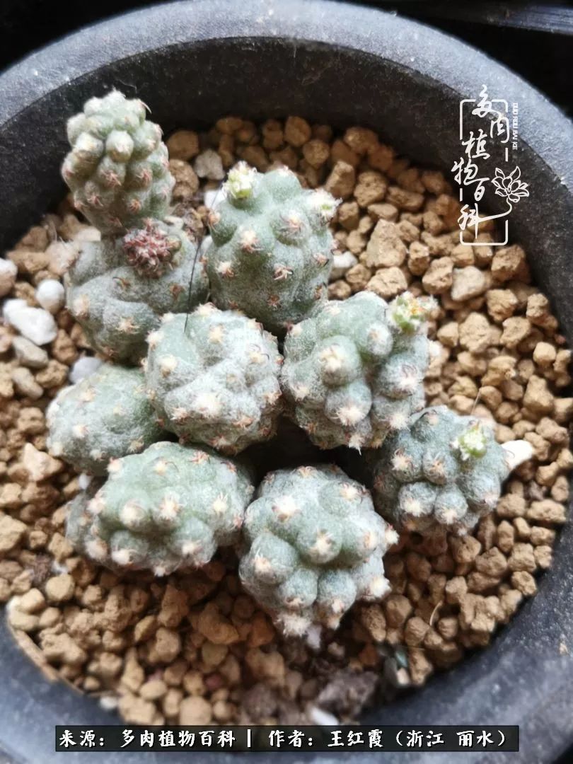 仙人球春天露养条件,仙人球露养条件