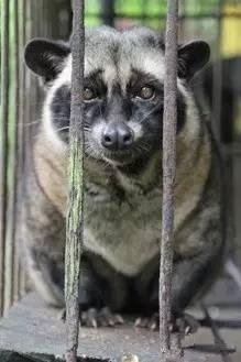 最贵的猫咖啡,最贵的咖啡是不是猫屎咖啡