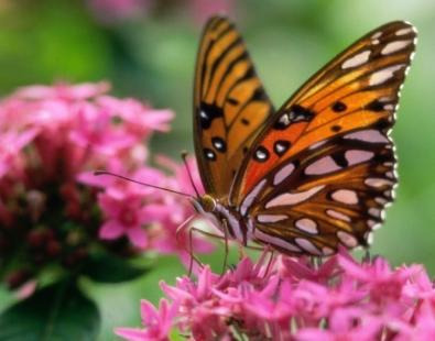 心理测试选一束花测你的真命天子,心理测试未来的桃运