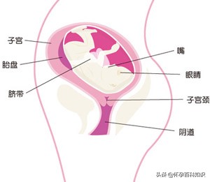 孕妈怀孕整个过程日记,孕妇怀孕第9个月注意事项