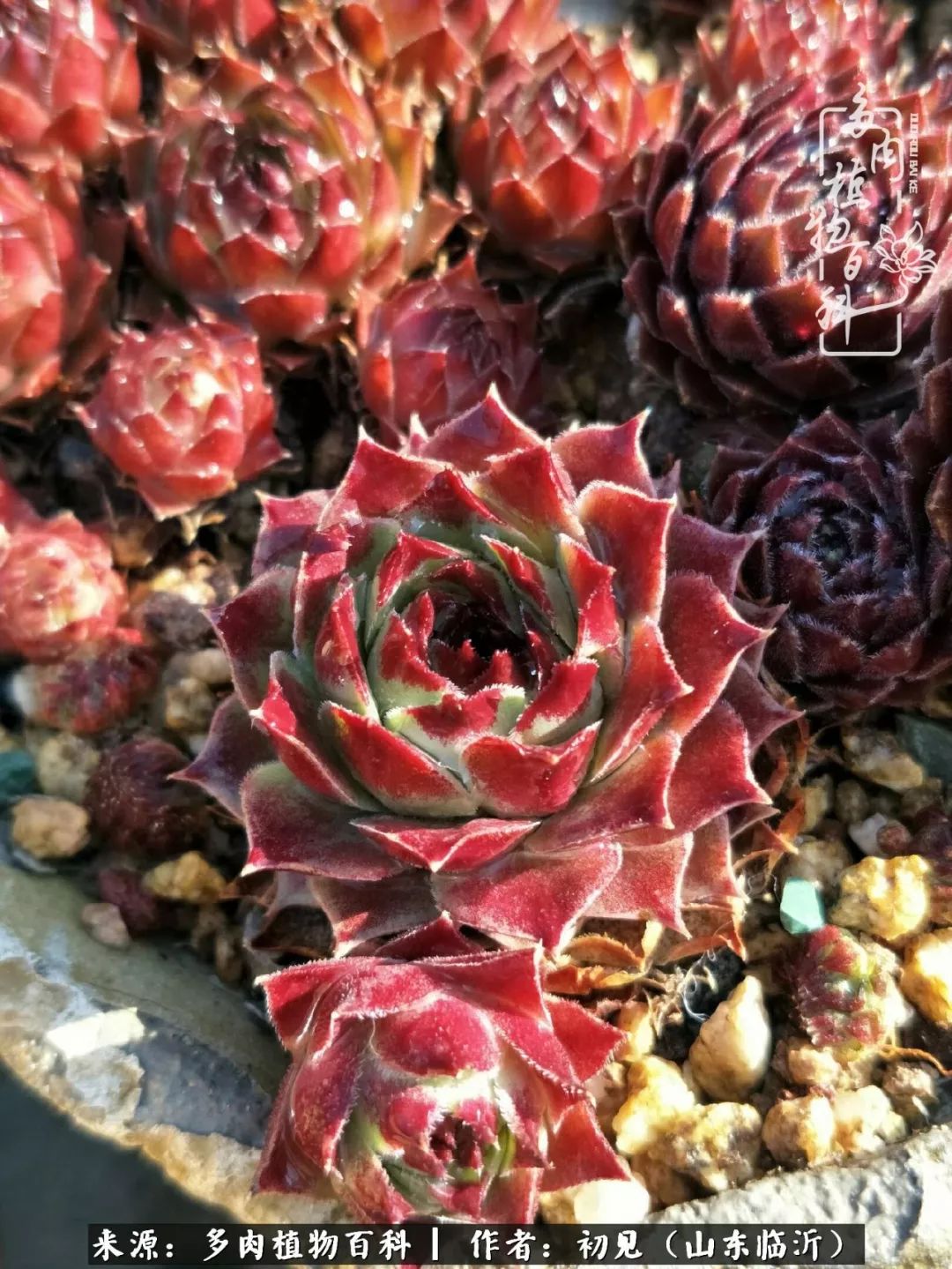 四季颜值在线的多肉,多肉的每一天