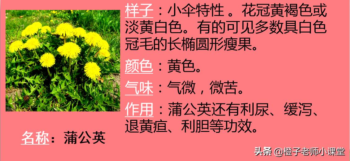 作文300字三年级下册我的植物朋友,我的植物朋友三年级下册300字桃花