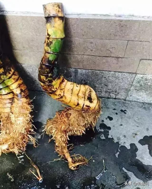 山上挖了块竹根，他砍了砍，竟能盘出通透的枣红色！