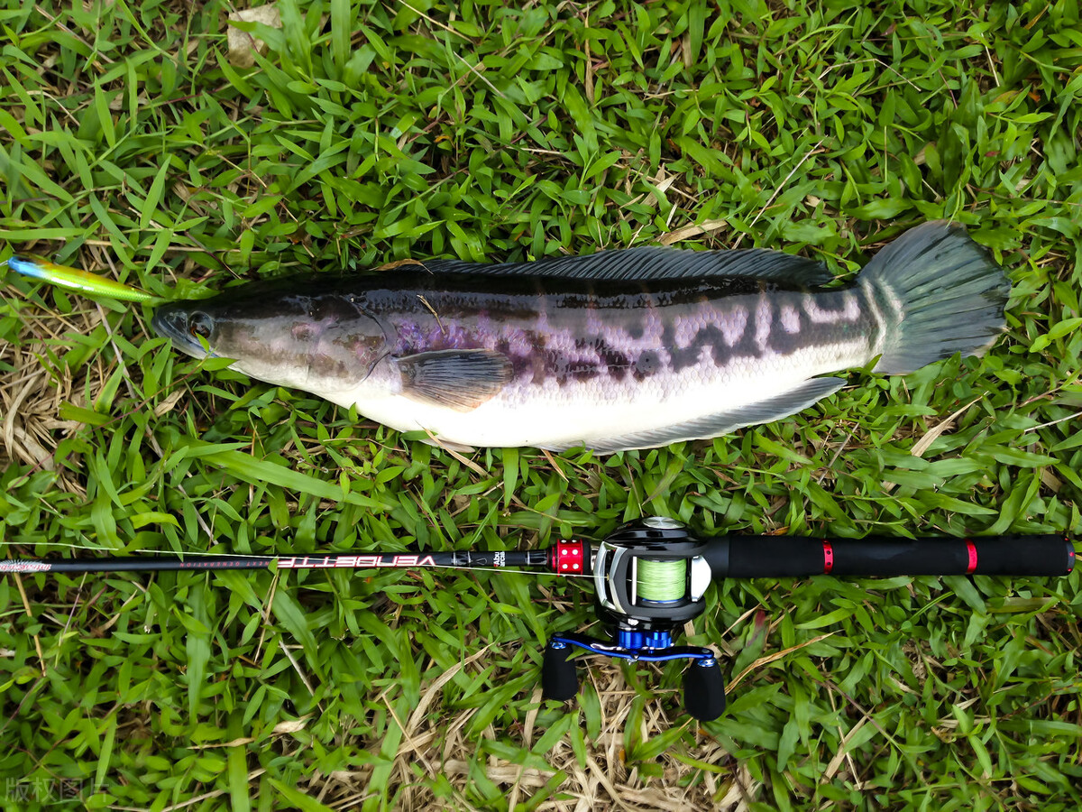 新手路亚钓鱼入门应该钓什么鱼,钓路亚新手必须知道的知识