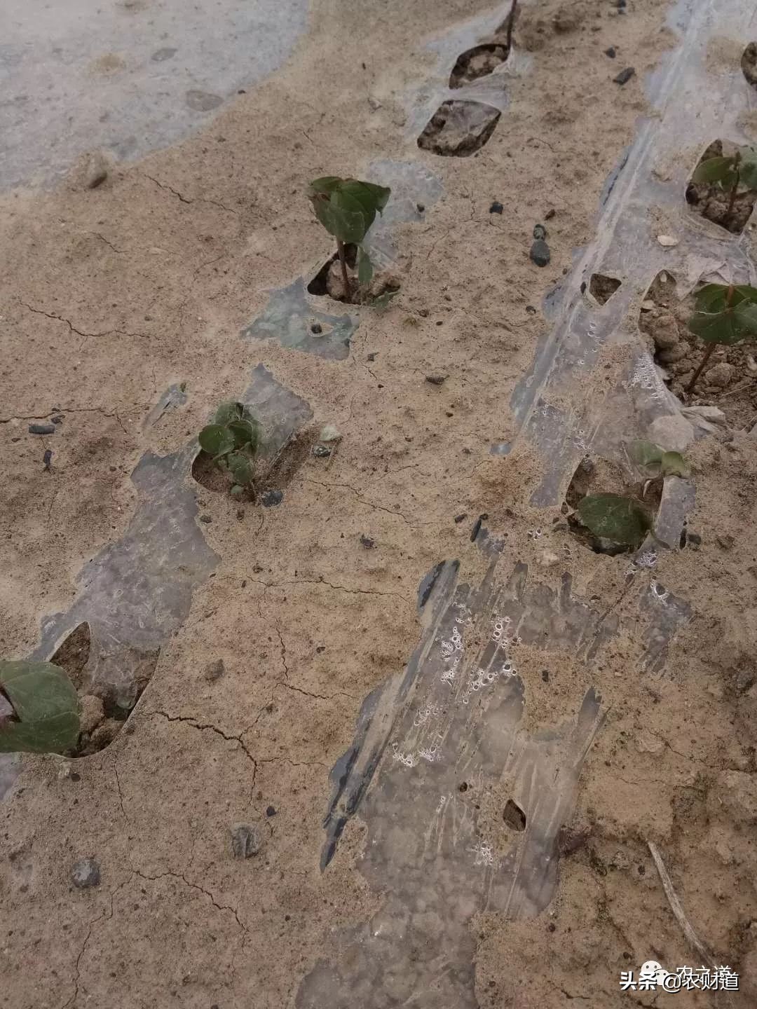 棉花棉苗立枯病,棉花苗期打什么药棉苗长得快