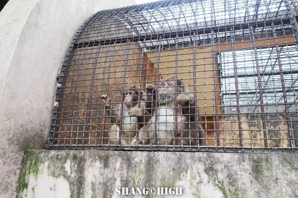 记者探访广州动物园,动物园观察动物